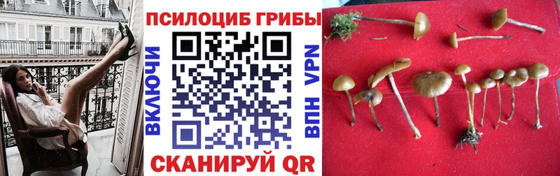 как найти наркотики Нея Псилоцибиновые грибы Psilocybe